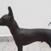 Xoloitzcuintli and Yorkshire Terriers from Terrifical Yorkies and Xoloitzquintli (toy)