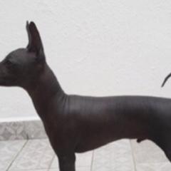Xoloitzcuintli and Yorkshire Terriers from Terrifical Yorkies and Xoloitzquintli (toy)