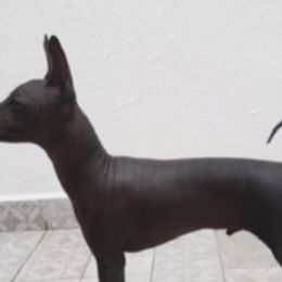 Xoloitzcuintli and Yorkshire Terriers from Terrifical Yorkies and Xoloitzquintli (toy)