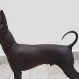 Xoloitzcuintli and Yorkshire Terriers from Terrifical Yorkies and Xoloitzquintli (toy)