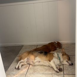 American Corgi and Pembroke Welsh Corgi All Grown Up from Vacaloca Corgis