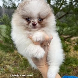 Pomeranian Puppies from Raveno Poms