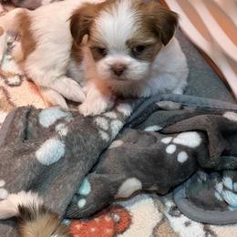Lloyd - Liver and white male Shih Tzu puppy in Middleboro, Massachusetts from Highland Farm