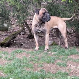 Maverick - Bullmastiff