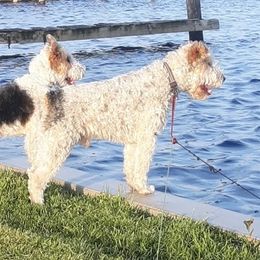 Barny - Wire Fox Terrier