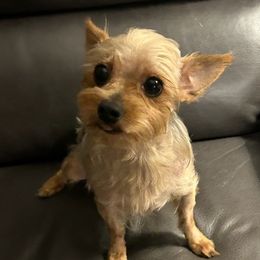 Yorkshire Terriers from Jueles N Eden