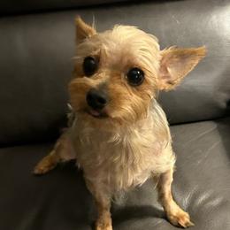 Yorkshire Terriers from Jueles N Eden