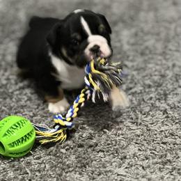 Bulldog Puppies from Average Jo’s  Bulldogs