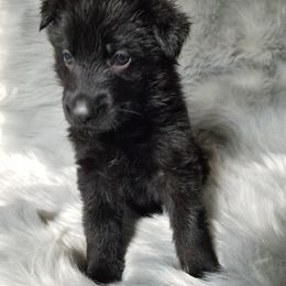 German Shepherd Puppies from von Bauernhöfe Bedard