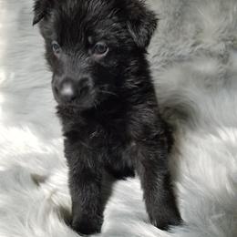German Shepherd Puppies from von Bauernhöfe Bedard