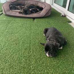 French Bulldog Puppies from Luna and London’s Puppies