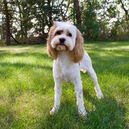 Lola - Cockapoo