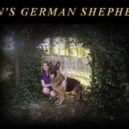 German Shepherd All Grown Up from DCAN's German Shepherds