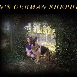 German Shepherd All Grown Up from DCAN's German Shepherds