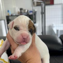 Light Pick - White female Boxer puppy in Denver, Colorado from Yuni’s AKC Boxers