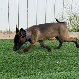 Blue Collar - Fawn sable female Belgian Malinois puppy in Trenton, Georgia from Laeknir K9