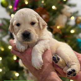 Bulbasaur - Green male - Light golden male Golden Retriever puppy in Salt Lake City, Utah from Soaring golden retrievers