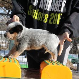 Blaze - Light Green - Blue male Australian Cattle Dog puppy in Colbert, Oklahoma from LoveAHeeler