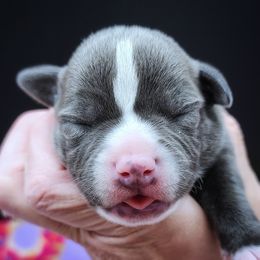 Famous Amos - Blue and white male Staffordshire Bull Terrier puppy in Dallas, Texas from Wild Blue Staffords