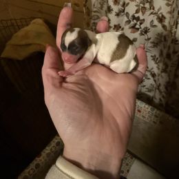 Boy 1 - Red and white male Chihuahua puppy in Murphy, North Carolina from Karolina Kennels