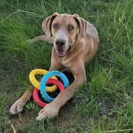 Griswold - Fawn male Great Dane puppy in Cunningham, Kansas from Garden Grove Great Danes