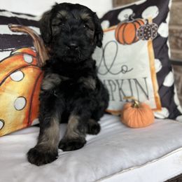 Giant Schnauzer and Miniature Schnauzer Puppies from Hillside Kennels