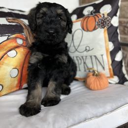 Giant Schnauzer and Miniature Schnauzer Puppies from Hillside Kennels