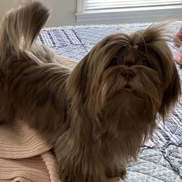 Dream - Shih Tzu