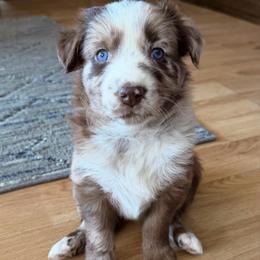 Aurora - Red merle female Australian Shepherd puppy in Litchfield, New Hampshire from Aussies Edge Farm