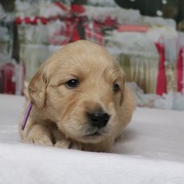 Fawn - Golden female Golden Retriever puppy in Great Falls, Montana from VS Golden Fields