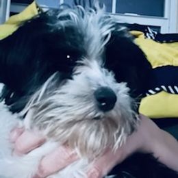 Morkies and Yorkshire Terriers from Lady Watkins Kennels