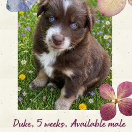 Duke - Red tri-color male Australian Shepherd puppy in Marshall, Virginia from Greywood Farm Aussies