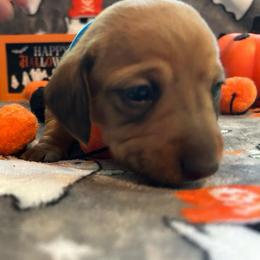 Goku - Red male Dachshund puppy in Park Hills, Missouri from Ozark Miniature Dachshunds