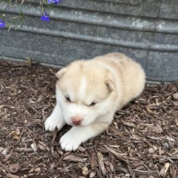 Dusty - Merle male Pomsky puppy in Doon, Iowa from Luxury Pomsky