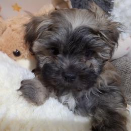 Teddy Graham - Brown male Mal-Shi puppy in Apollo Beach, Florida from Gemstone Exclusive Pups of Florida