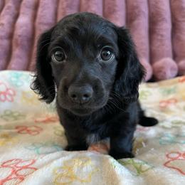 Rolly - Black male Dachshund puppy in Ocala, Florida from Weenie Boops