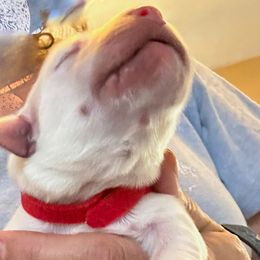 Mr Red - Light golden Golden Retriever puppy in Denton, Texas from Farley Goldens