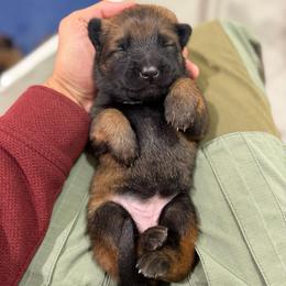 Artak's Home Supra - Red female Belgian Malinois puppy in Monroe, North Carolina from Artaks Home Malinois & Doberman Project