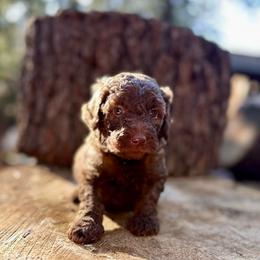 Libra - Chocolate female Goldendoodle puppy in Pollock Pines, California from Penny Lane’s Doodles