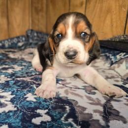Grumpy - Black tan and white male Basset Hound puppy in Valley, Washington from Enchanted Valley Paws