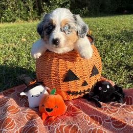 Phoenix - Blue merle male Australian Shepherd puppy in Weeki Wachee, Florida from Ace of Spades Australian Shepherds