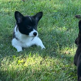 "So grownup and only 9 weeks old. " American Corgi All Grown Up from Robyn's Nest Farm