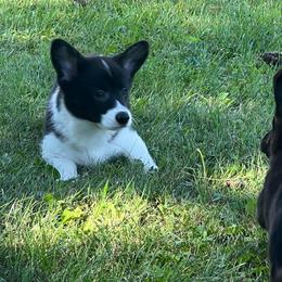 "So grownup and only 9 weeks old. " American Corgi All Grown Up from Robyn's Nest Farm
