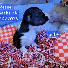 Pembroke Welsh Corgi and Siberian Husky Puppies from Regal Huskies of the Carolinas