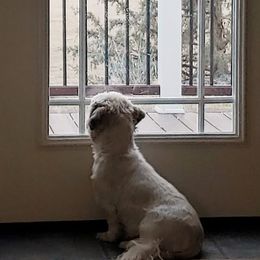 Shih Tzu Puppies from Jazzie Shih Tzu