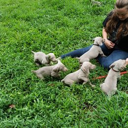 Weimaraner Puppies from LAAT Weims