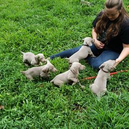 Weimaraner Puppies from LAAT Weims