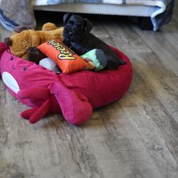Miniature Schnauzer Puppies from Snowflake Schnauzers