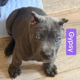 Gypsy - Gray female Cane Corso puppy in Waxahachie, Texas from A&M Kennels