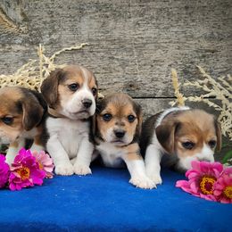 Beagle Puppies from Rosehaven Homestead